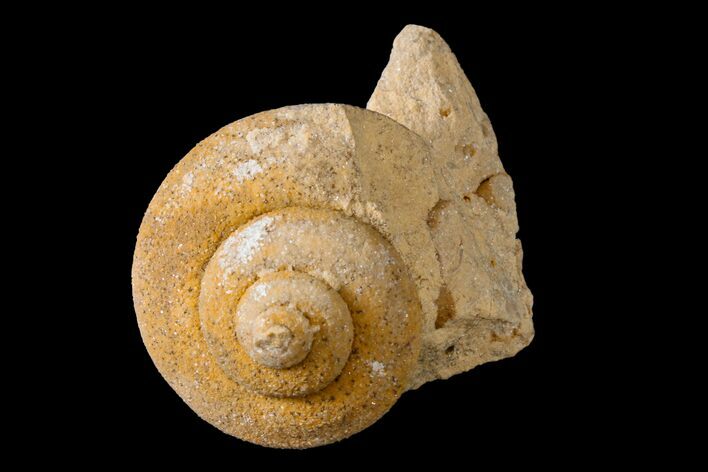 Ordovician Gastropod (Eotomaria) Fossil - Wisconsin #162991